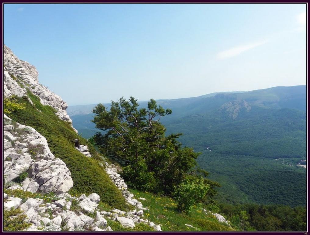 Лаванда з panoramio.com (ч.2) - Лаванда