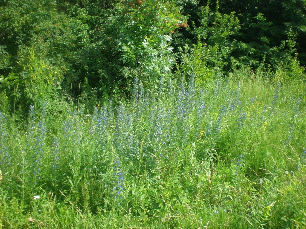 Надеждівка з panoramio.com - Надеждівка