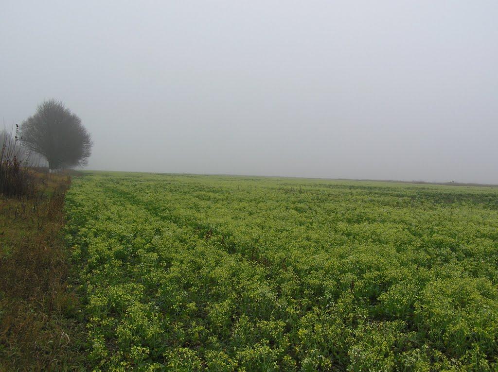 Мартусівка з panoramio.com - Мартусівка