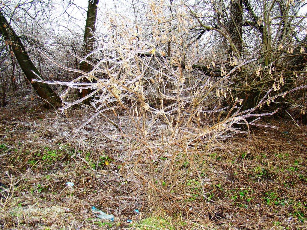 Янишівка з panoramio.com - Янишевка