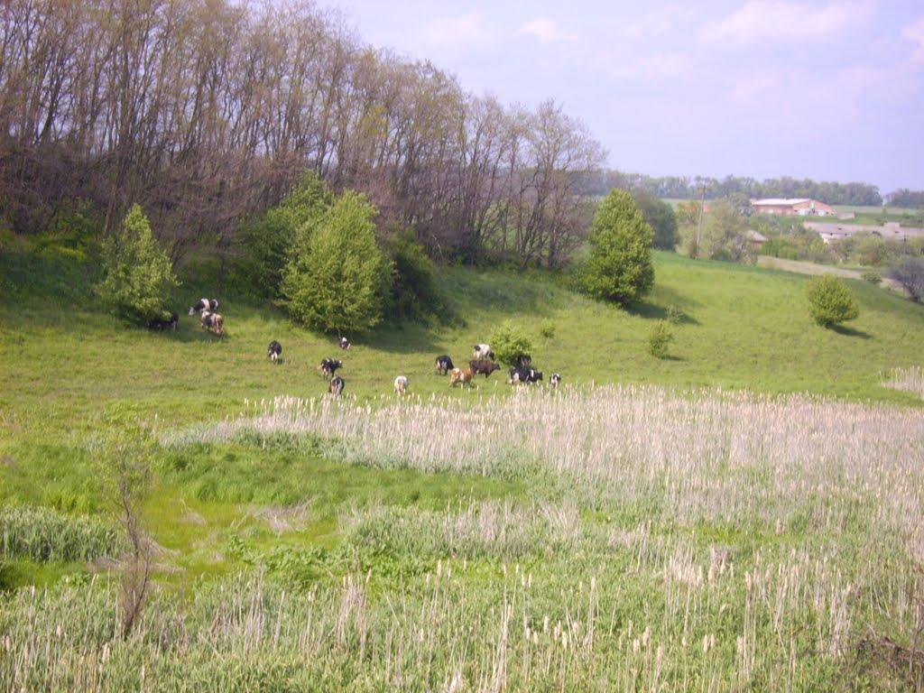 Малі Проходи з panoramio.com - Малі Проходи