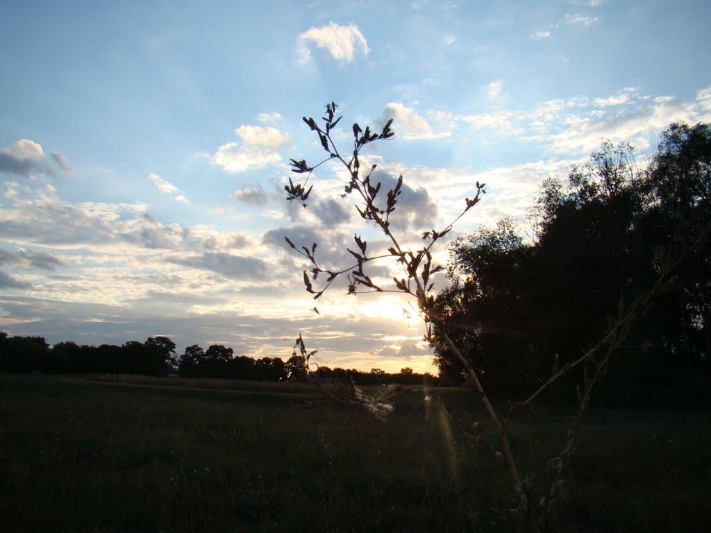 Червона Дача з panoramio.com - Червона Дача