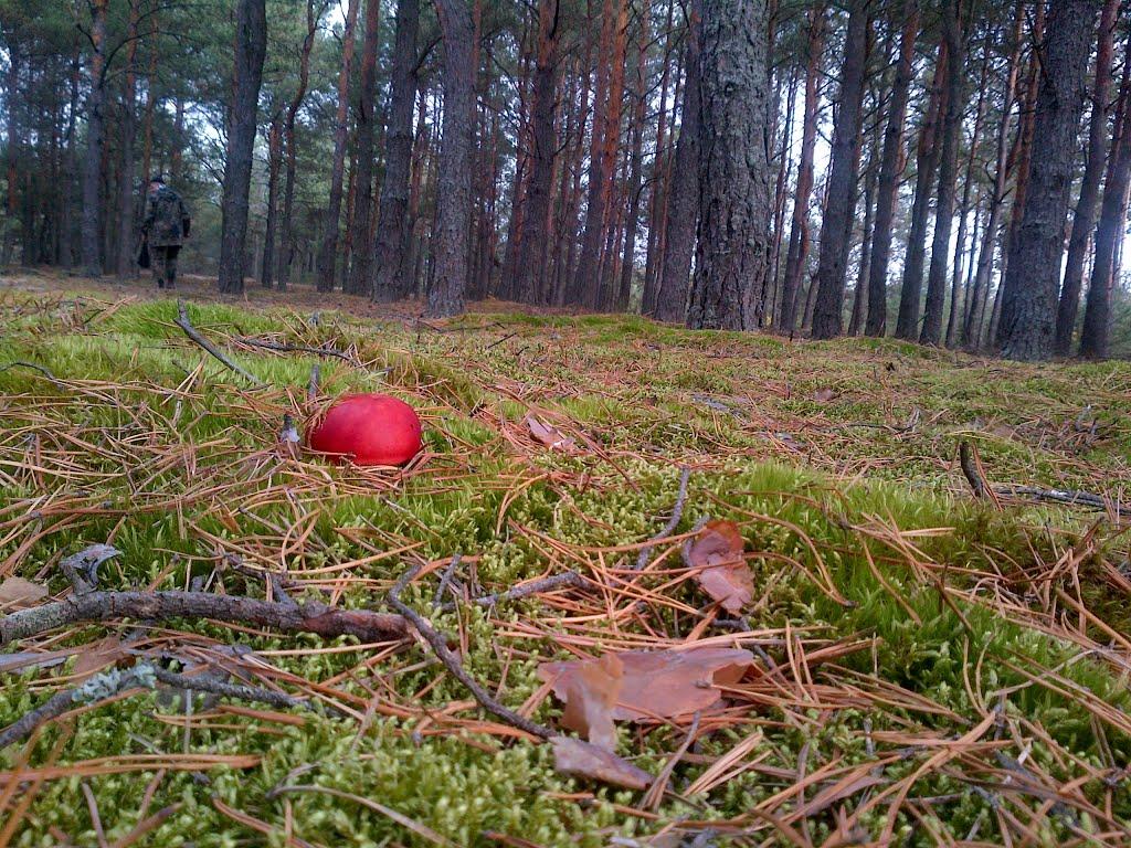 Березники з panoramio.com - Березники