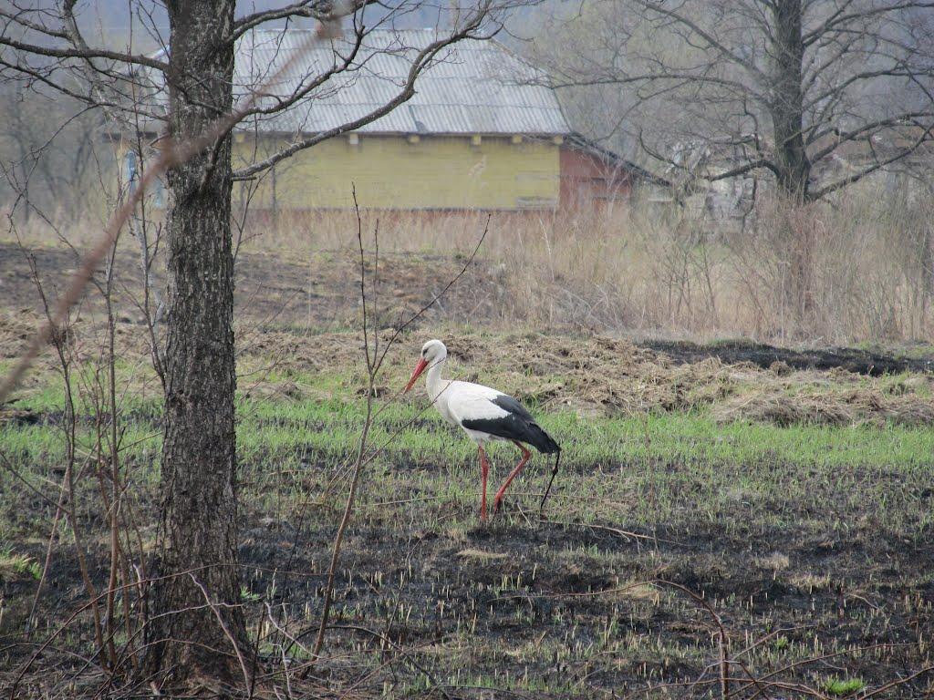 Ліски з panoramio.com - Лески