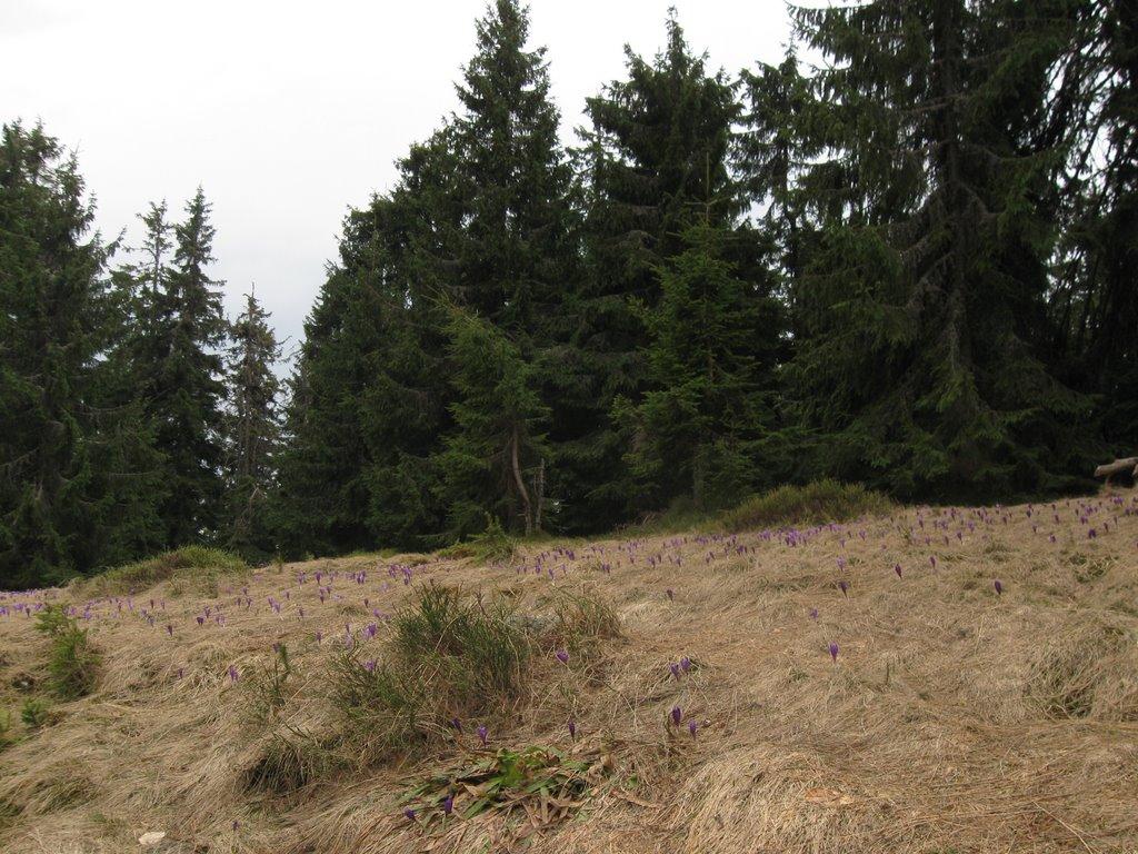 Видричка з panoramio.com - Выдричка