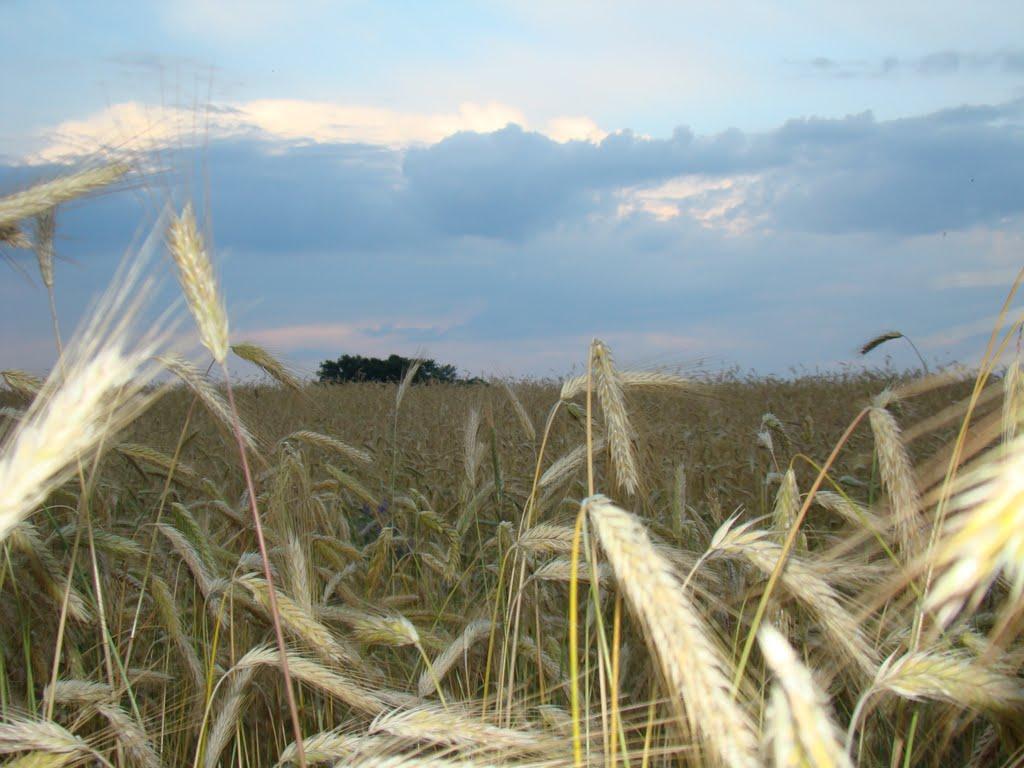 Варва з panoramio.com