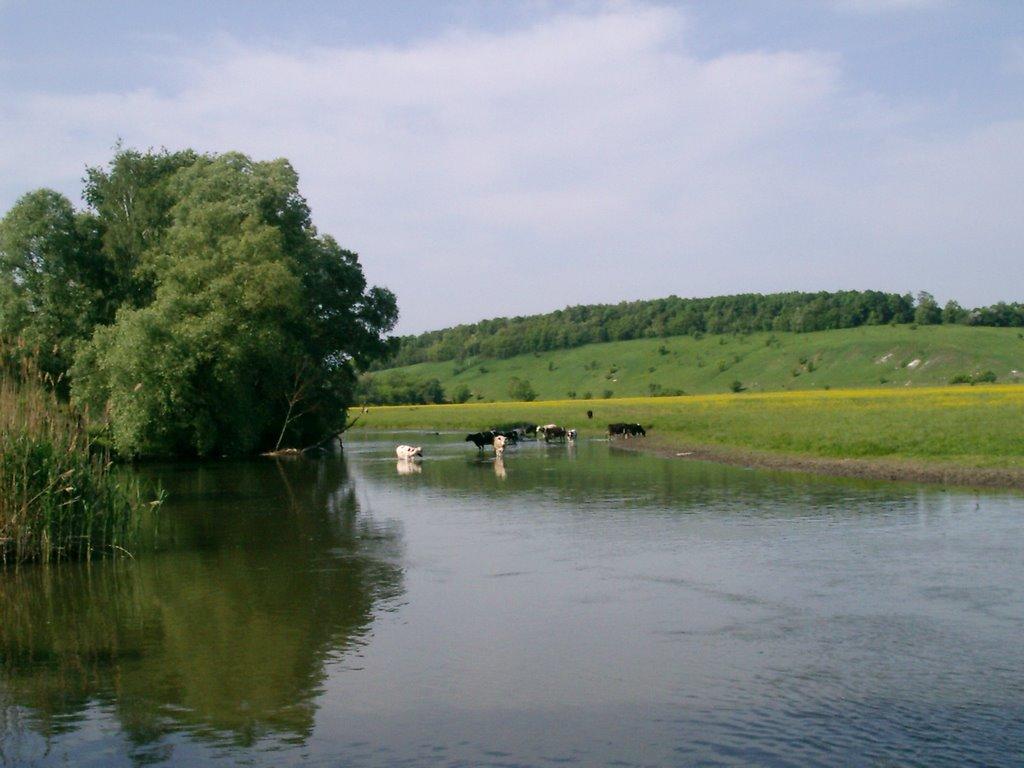Огірцеве з panoramio.com - Огірцеве