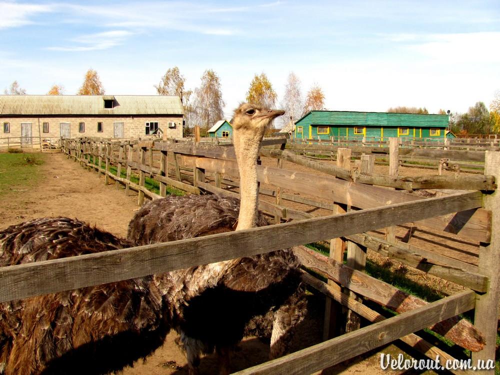 Ясногородка з panoramio.com - Ясногородка