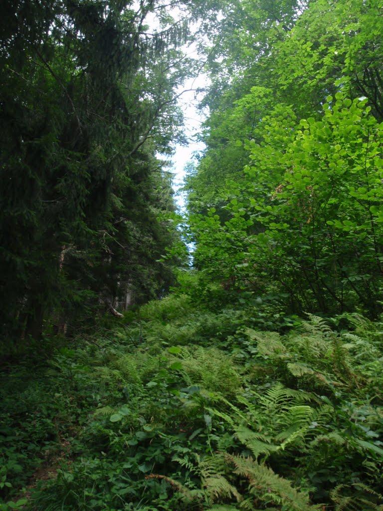Стужиця з panoramio.com (ч.2) - Стужиця