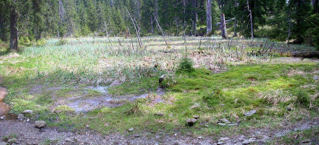 Видричка з panoramio.com - Выдричка