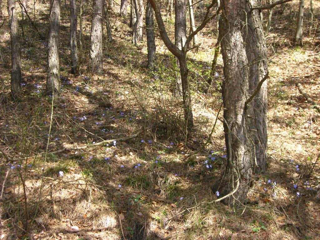 Страдч з panoramio.com - Страдч