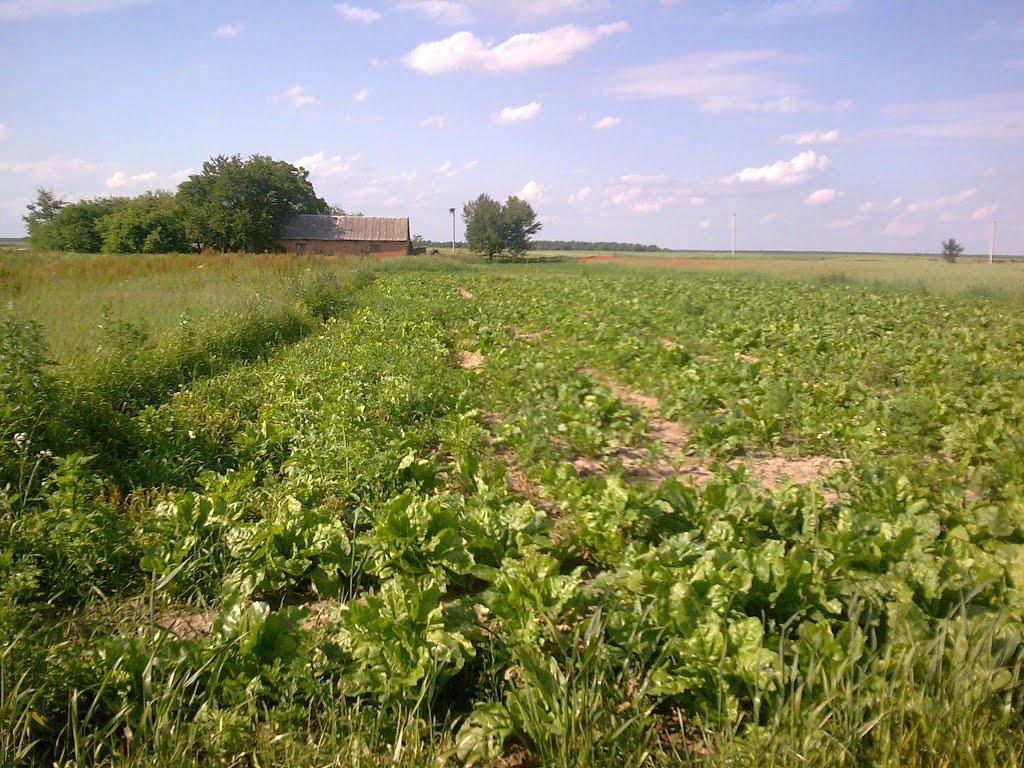 Хобултова з panoramio.com - Хобултова