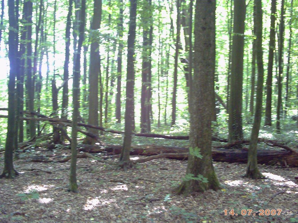 Карпати з panoramio.com - Карпаты