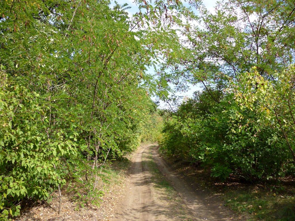 Вільне з panoramio.com - Вольное
