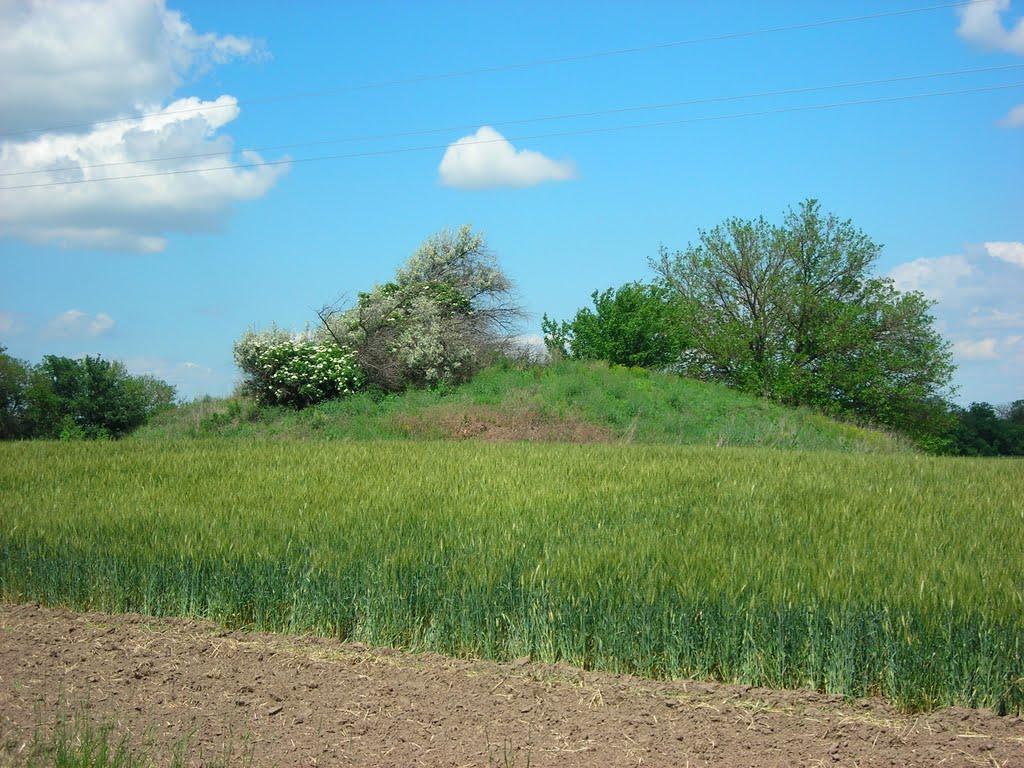 Новоселиця з panoramio.com - Новоселиця