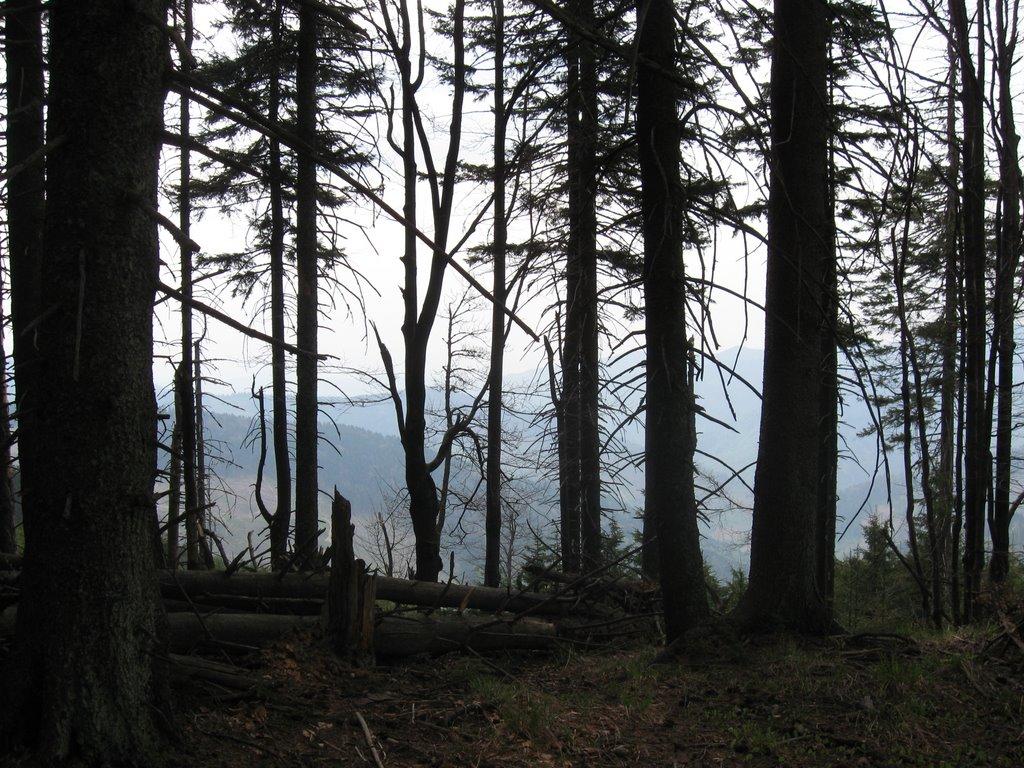 Видричка з panoramio.com - Выдричка