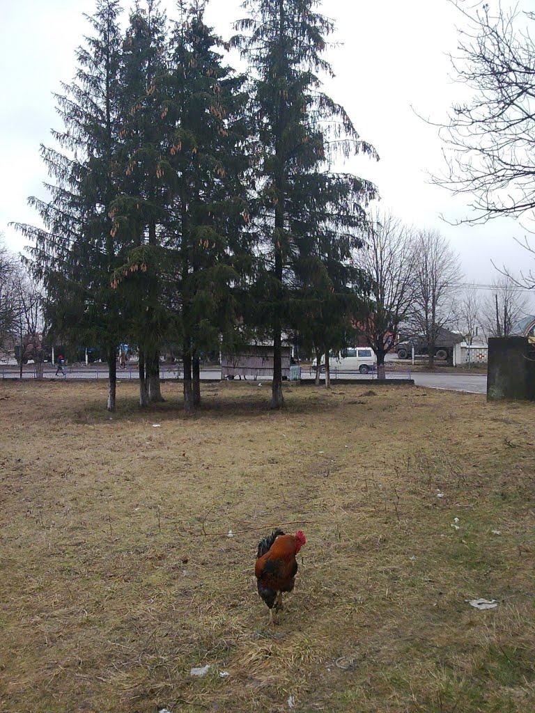 Білогорівка з panoramio.com - Білогорівка