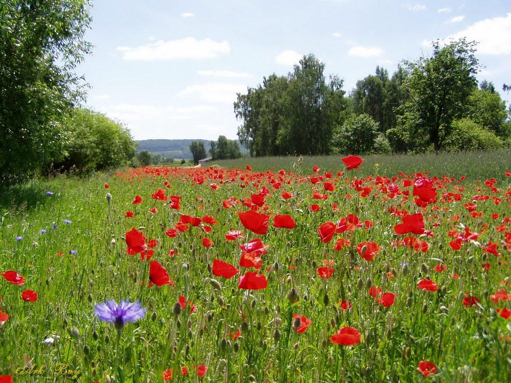 Мала Іловиця з panoramio.com - Мала Іловиця
