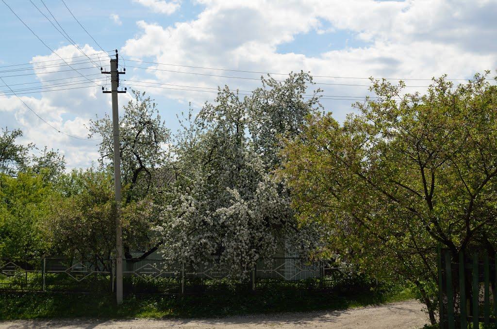 Красносільці з panoramio.com - Krasnosiltsi