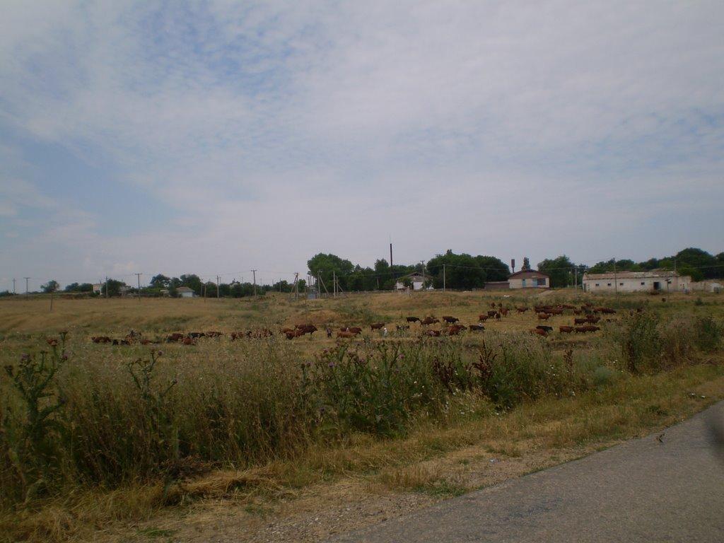 Бєлінське з panoramio.com - Бєлінське