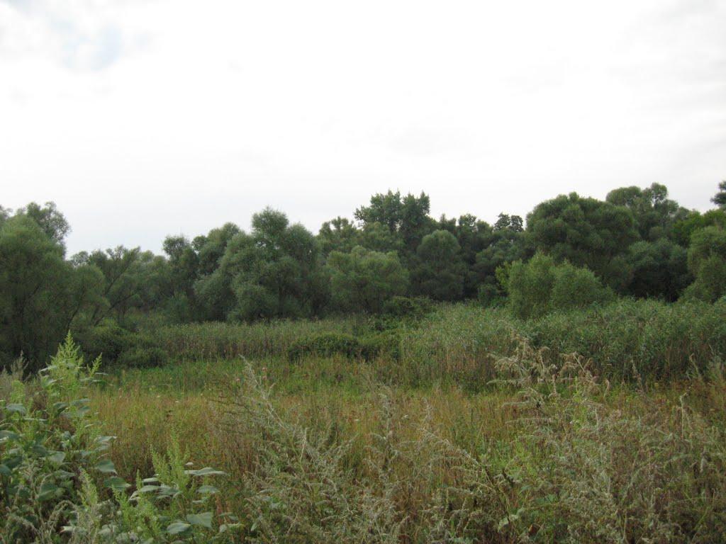 Великий Бурлук з panoramio.com - Великий Бурлук