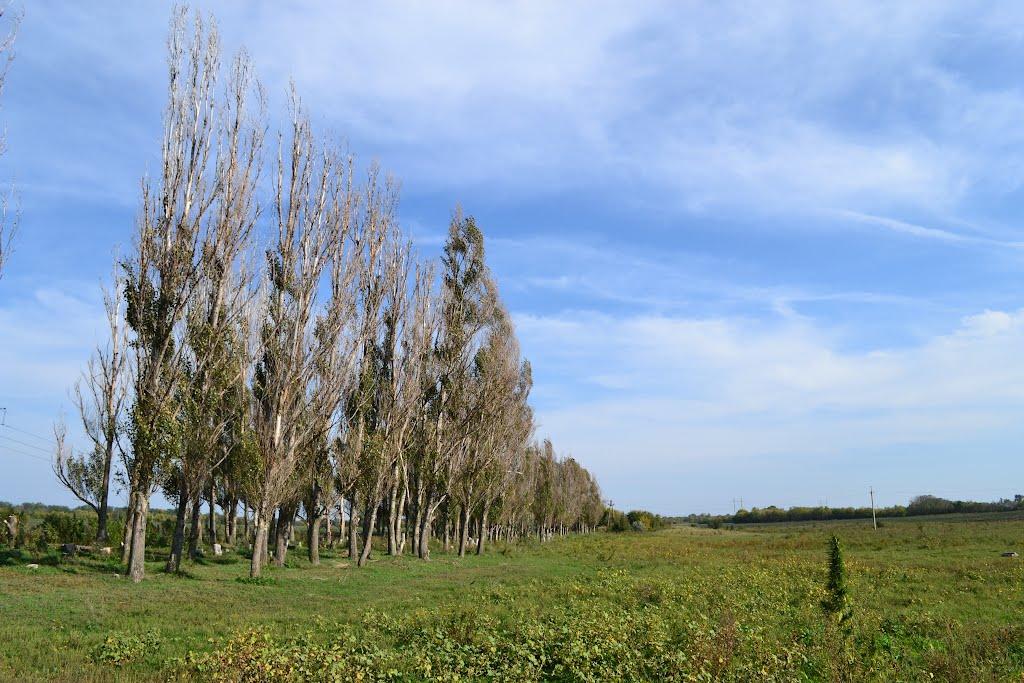 Новогупалівка з panoramio.com - Новогупалівка