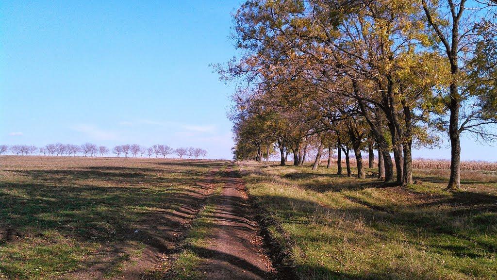 Новосілка з panoramio.com - Новоселка