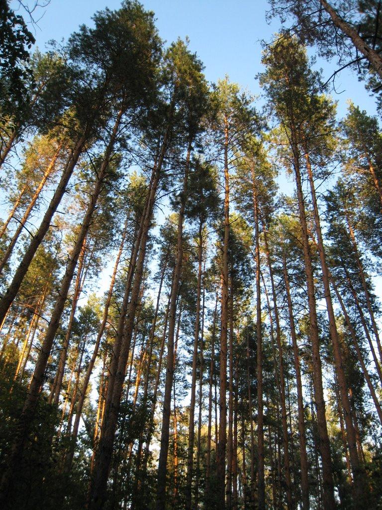 Давидо-Микільське з panoramio.com - Давидо-Микільське