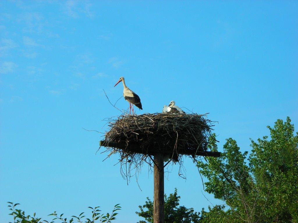 Леськи з panoramio.com - Lesky