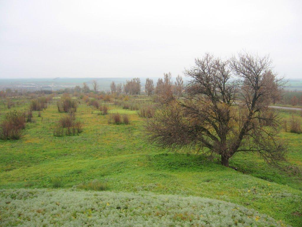 Ручаївка з panoramio.com - Ручаївка