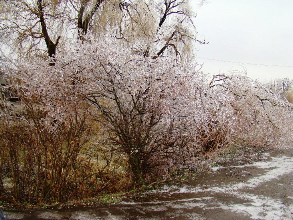 Янишівка з panoramio.com - Янишевка