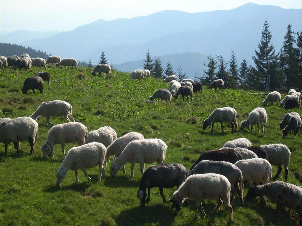 Видричка з panoramio.com - Выдричка