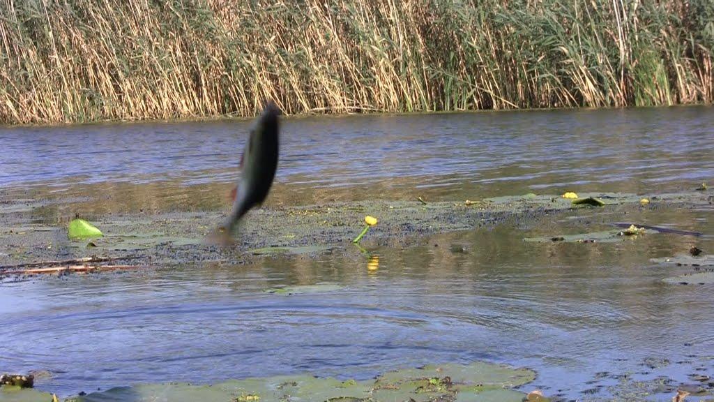 Вільховатка з panoramio.com - Вільховатка