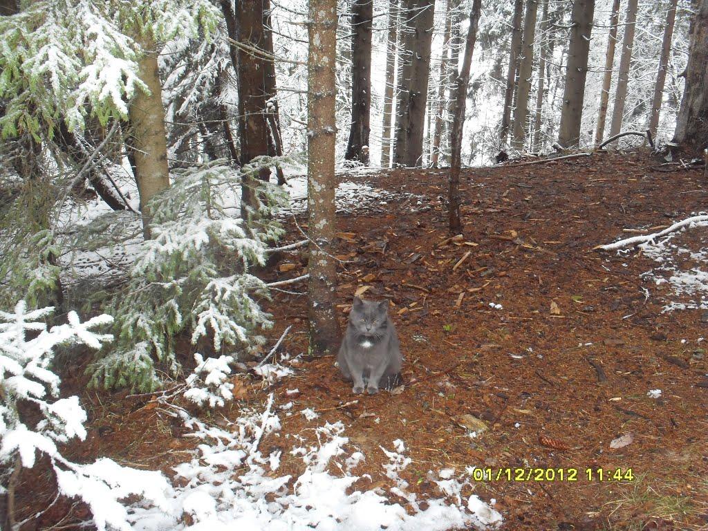 Орявчик з panoramio.com - Орявчик