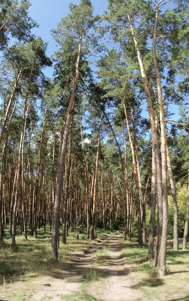 Сміла з panoramio.com (ч.2) - Смела