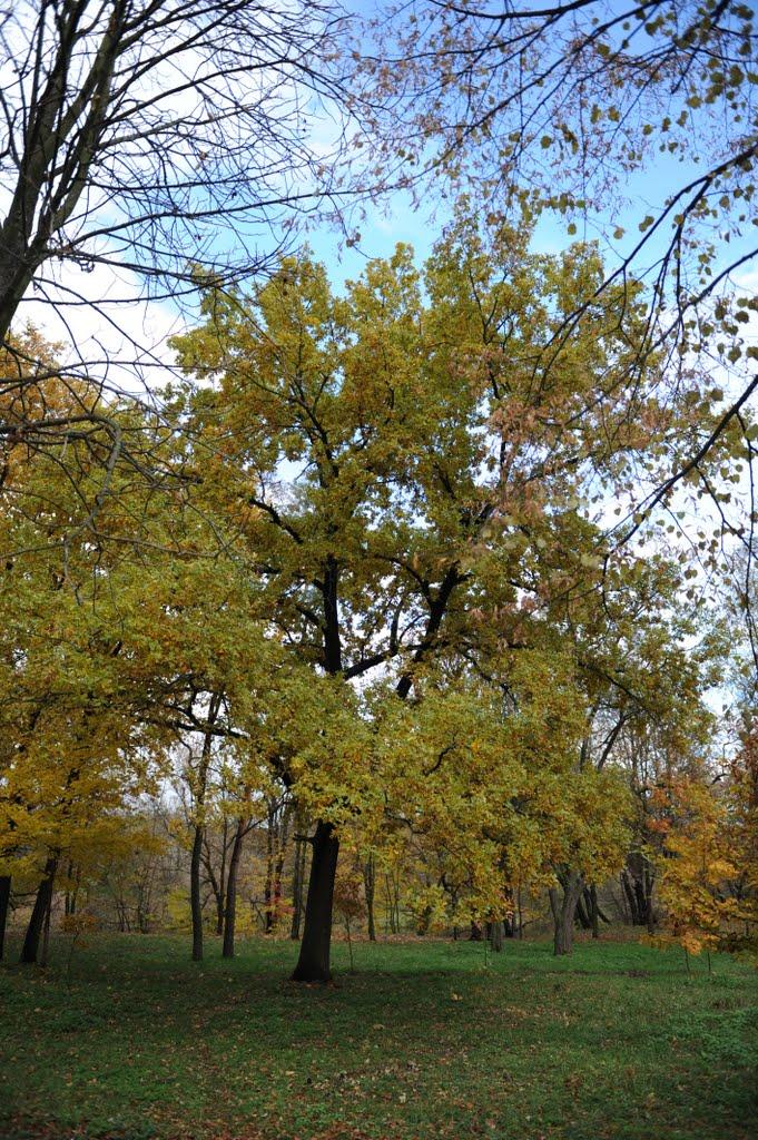 Корсунь-Шевченківський з panoramio.com - Корсунь-Шевченковский
