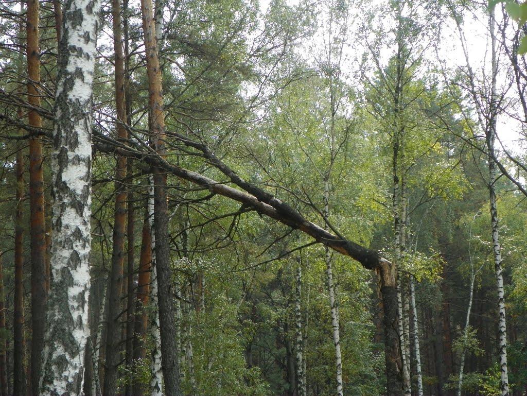 Кумейки з panoramio.com - Кумейки