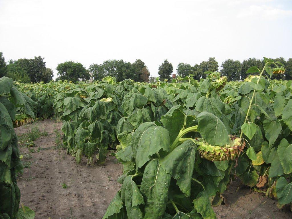 Кищенці з panoramio.com - Кищенцы