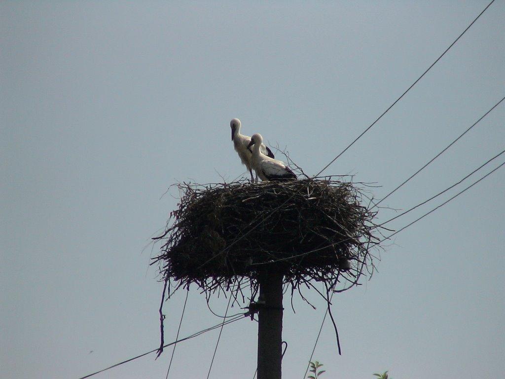 Кузубатиця з panoramio.com - Кузубатиця