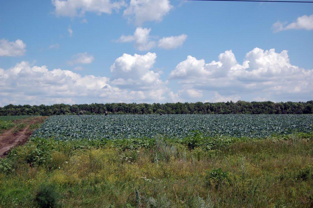 Золотарівка з panoramio.com - Золотарівка