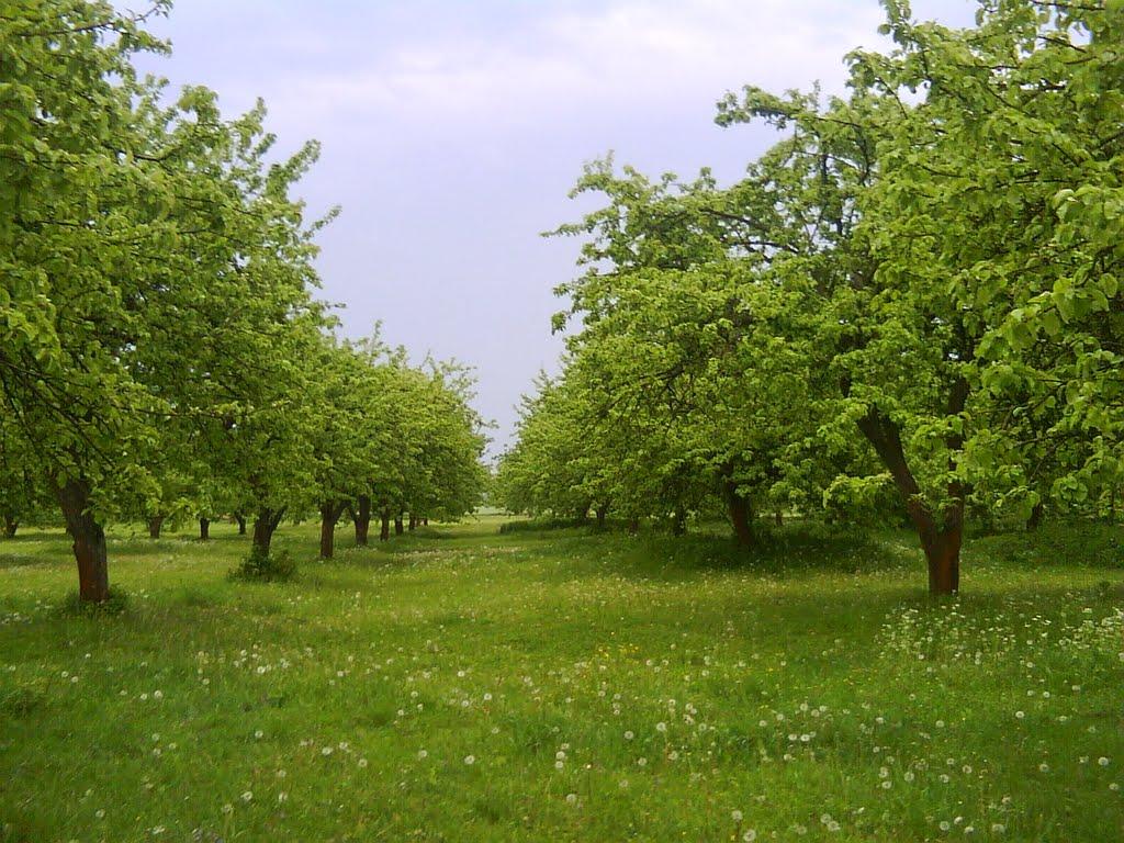 Богородичне з panoramio.com - Богородичное