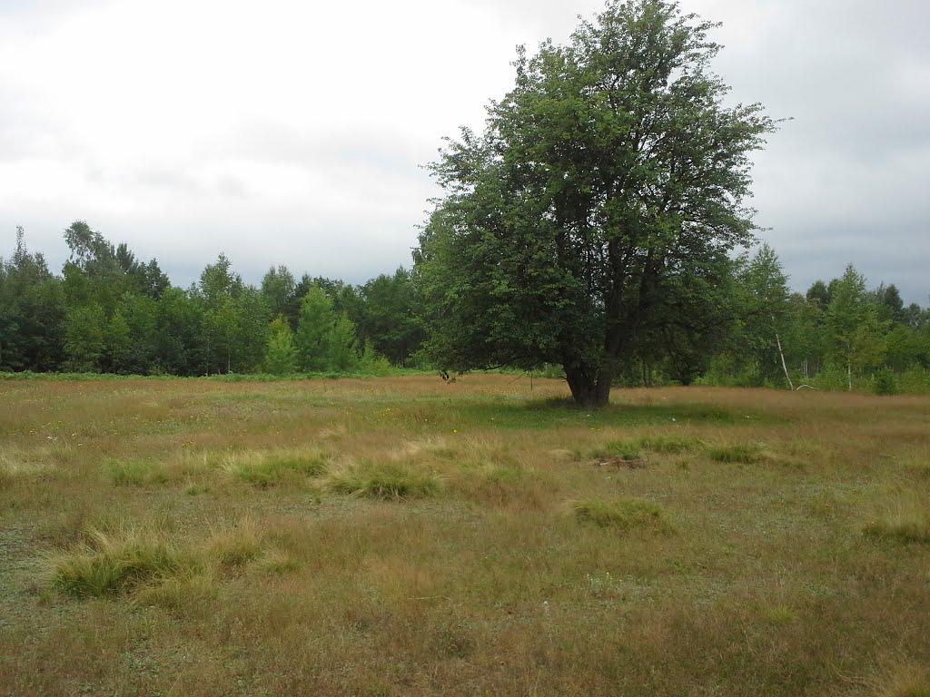 Сошники з panoramio.com - Сошники