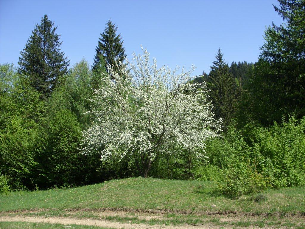 Фальків з panoramio.com (ч.2) - Фальків