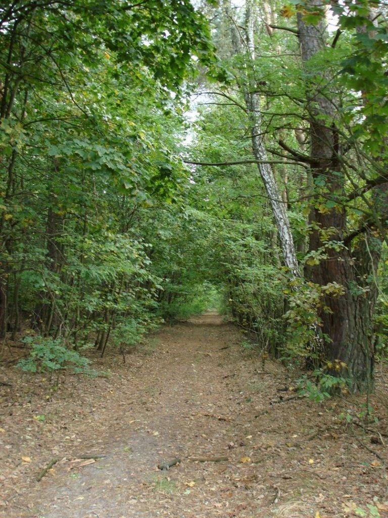 Хрипськ з panoramio.com - Хрипськ