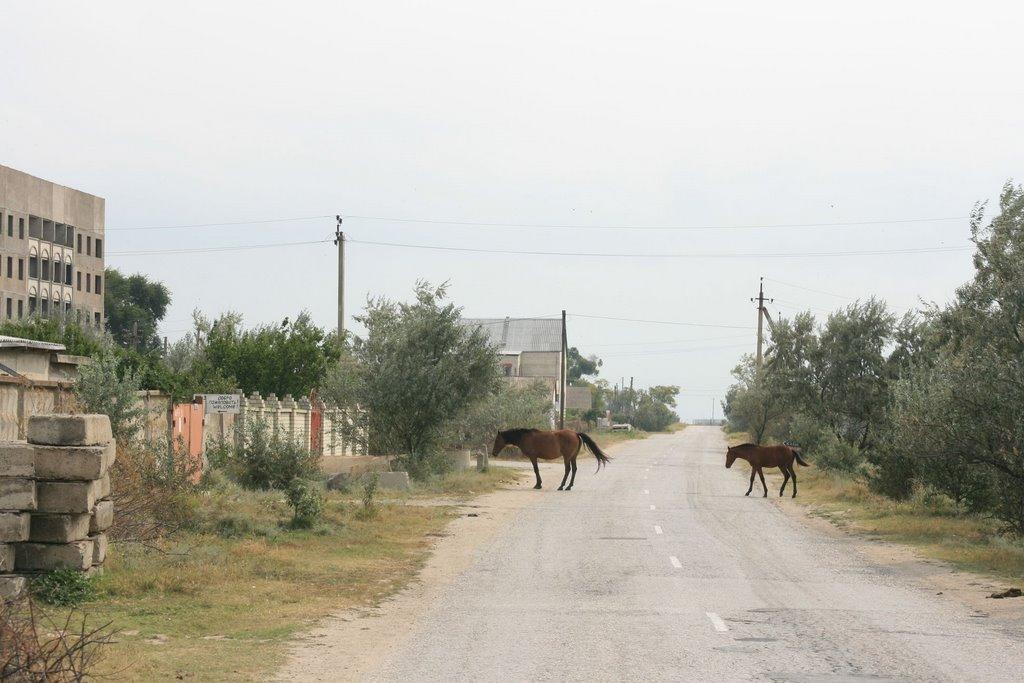 Мисове з panoramio.com - Мисове