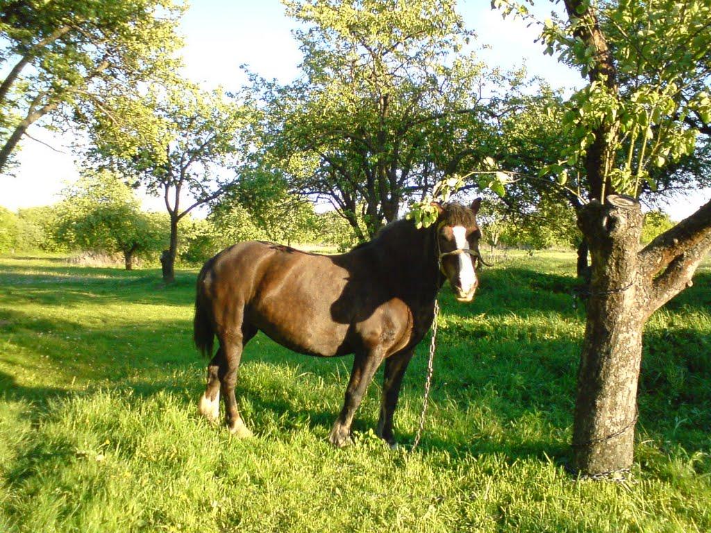 Тристень з panoramio.com - Тристень