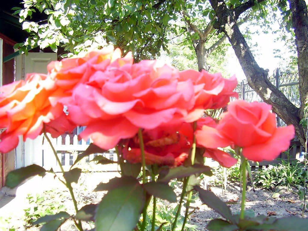 Жмеринка з panoramio.com - Жмеринка