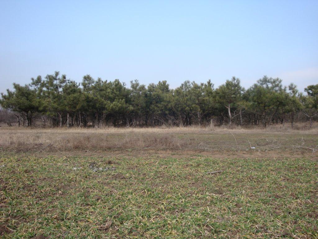 Яськи з panoramio.com - Яськи