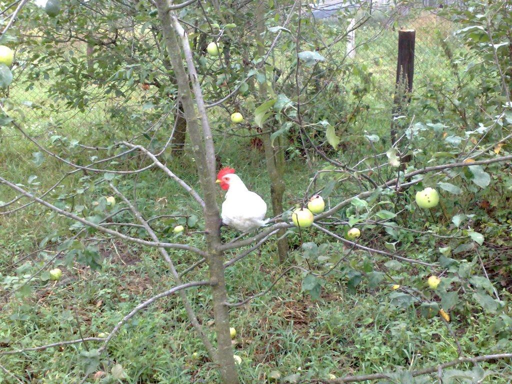 Чернацьке з panoramio.com - Чернацкое