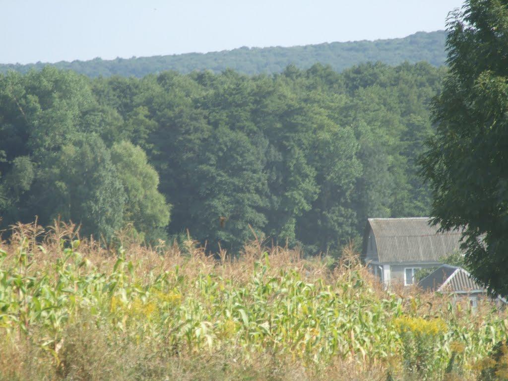 Дружнє з panoramio.com - Дружнє